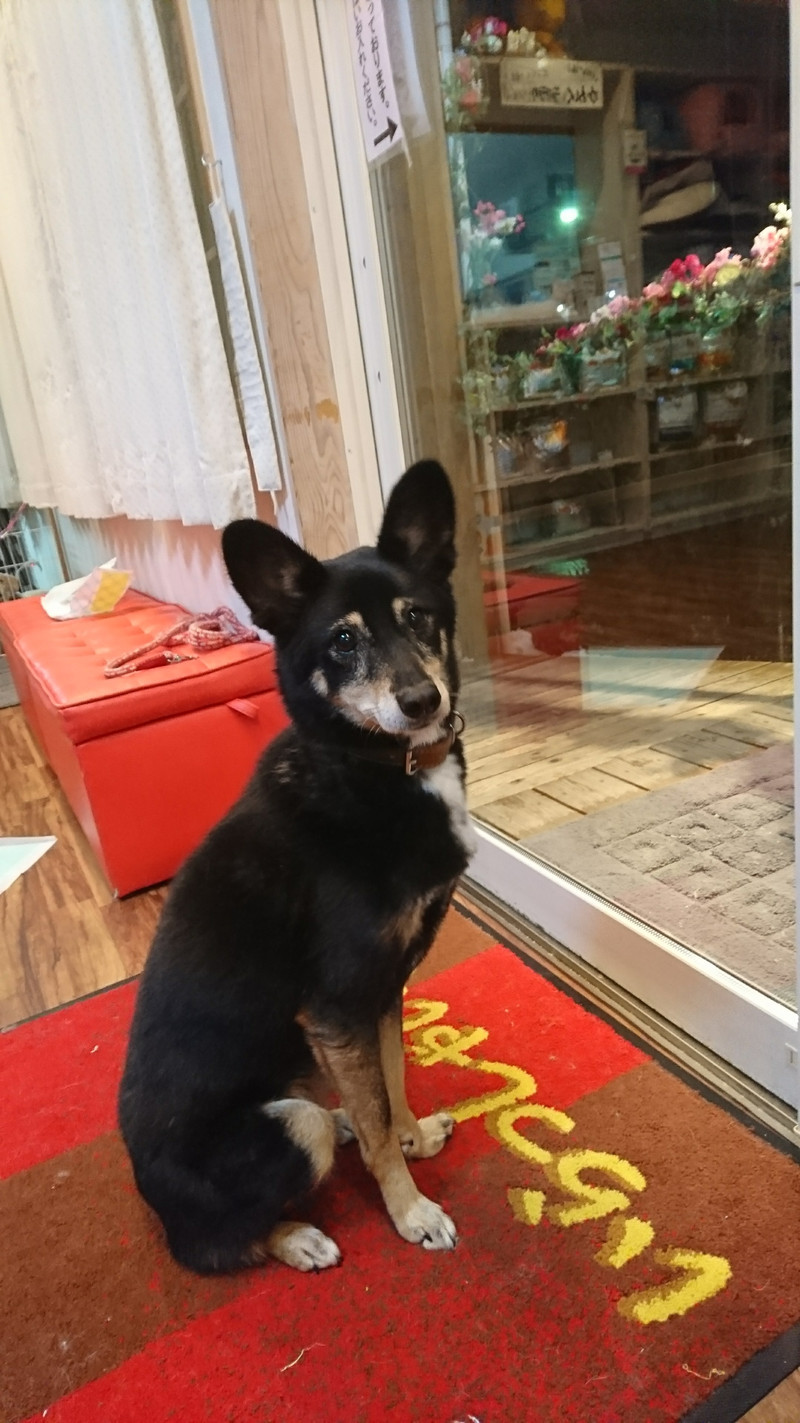 mixのまろんちゃん＆猫のゆずちゃん お泊まりの様子