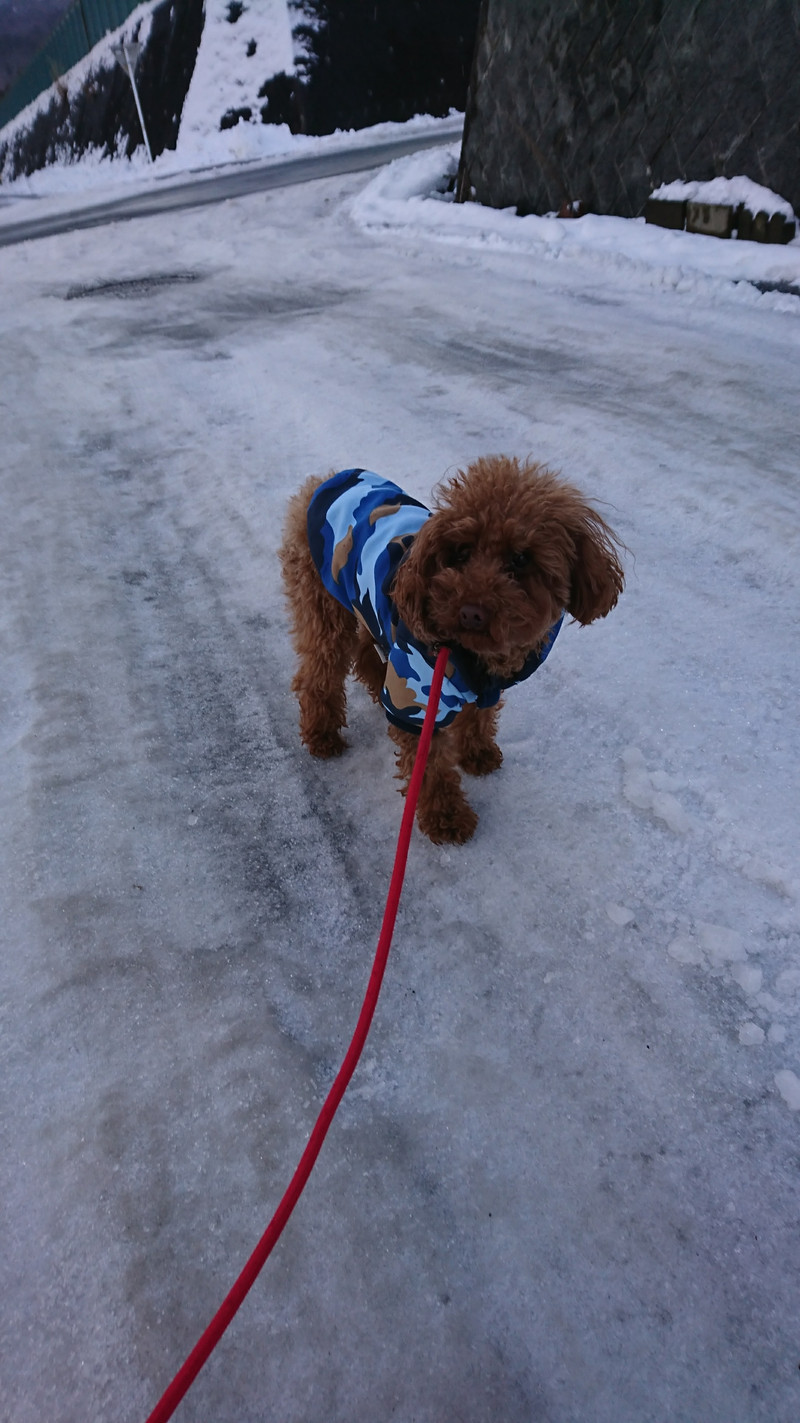 プードルのチョコちゃん お泊まりの様子