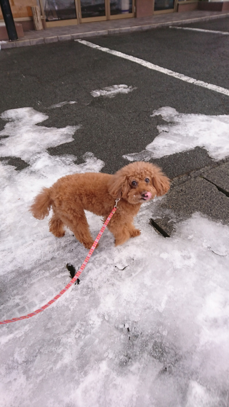 プードルのメイプルちゃん お泊まりの様子