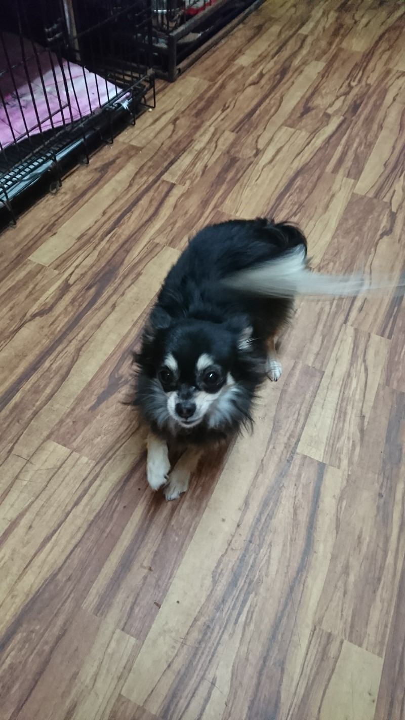 チワワのココアちゃん お泊まりの様子