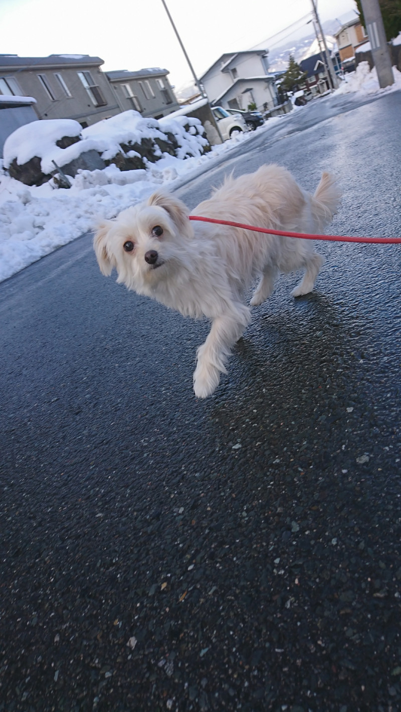 mixのこむぎちゃん お泊まりの様子