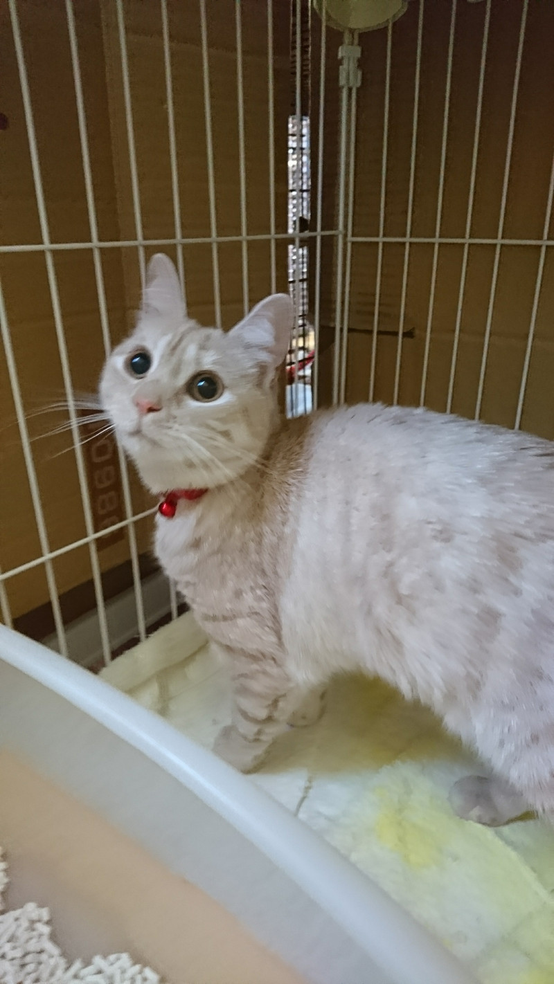 スコティッシュフォールドのココちゃん お泊まりの様子