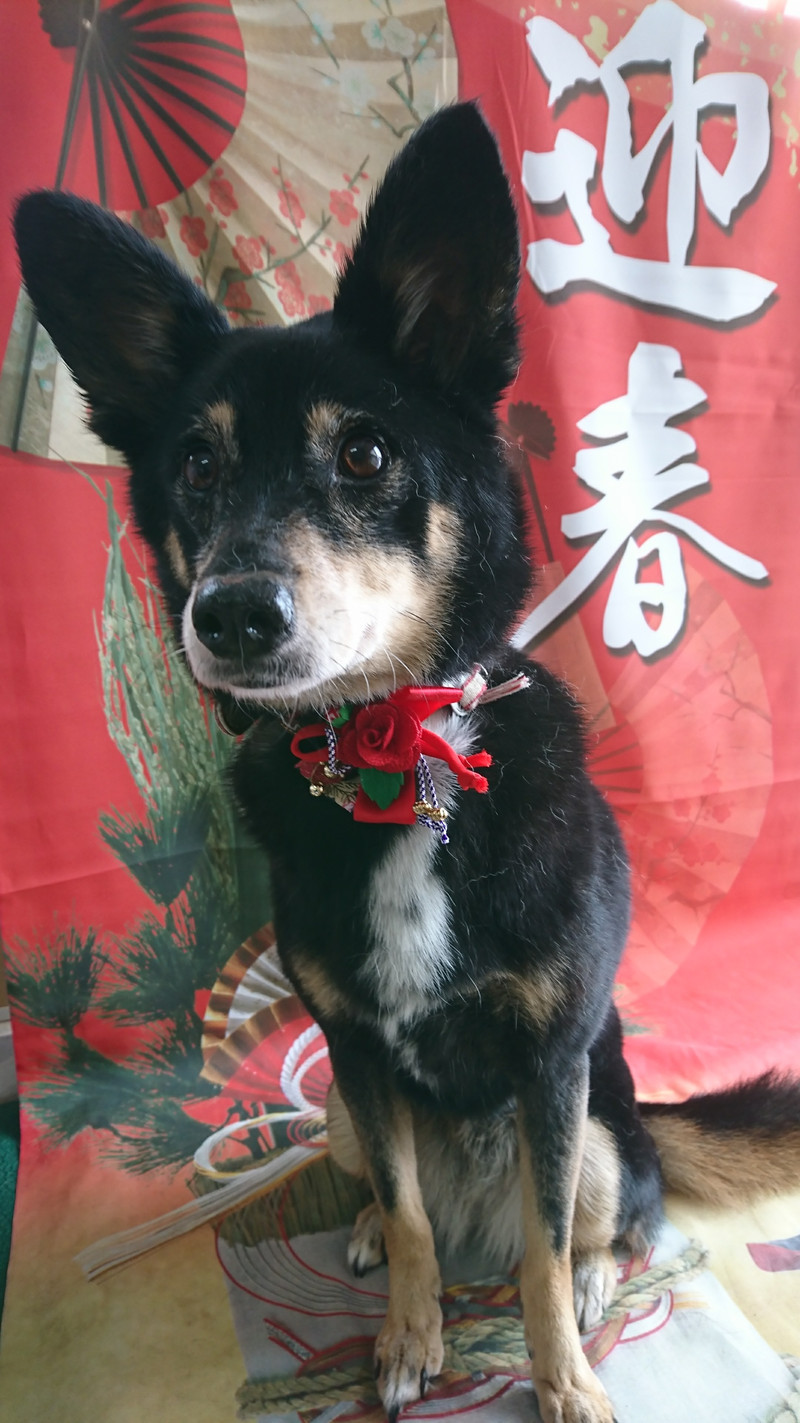 mixのまろんちゃん＆猫のゆずちゃん シャンプーコース お泊まりの様子