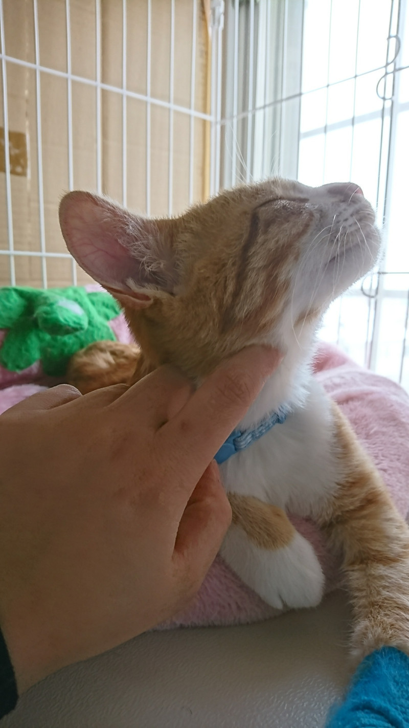 mixのまろんちゃん＆猫のゆずちゃん シャンプーコース お泊まりの様子