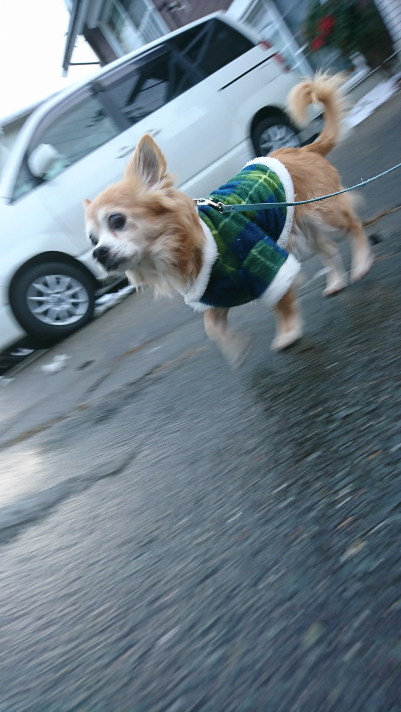 チワワのチビちゃん お泊まりの様子