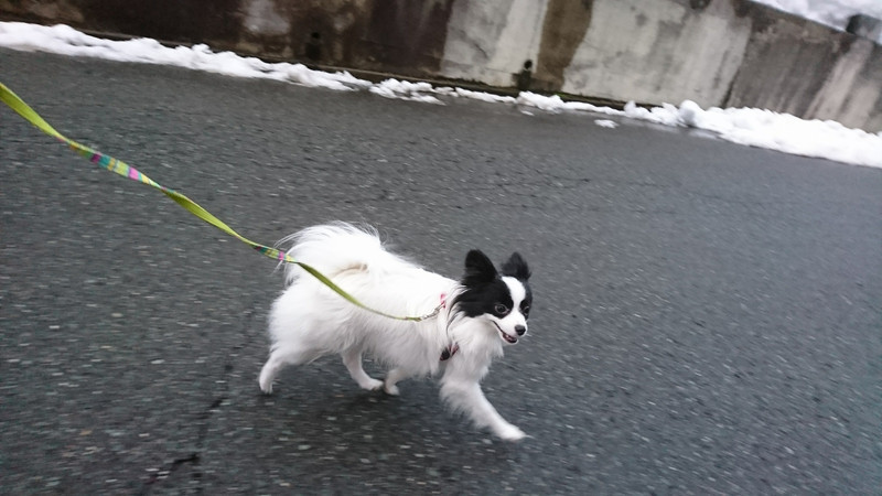 パピヨン×ポメラニアンのステラちゃん お泊まりの様子
