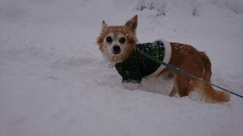 チワワのチビちゃん お泊まりの様子