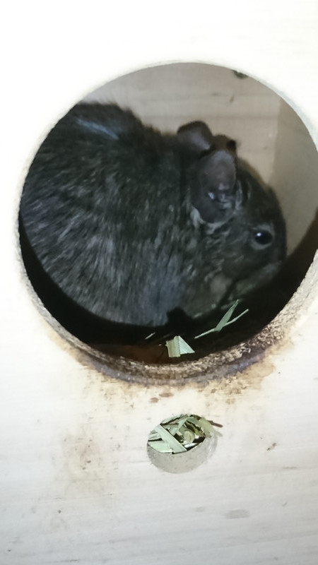 デグーのもんちゃん お泊まりの様子