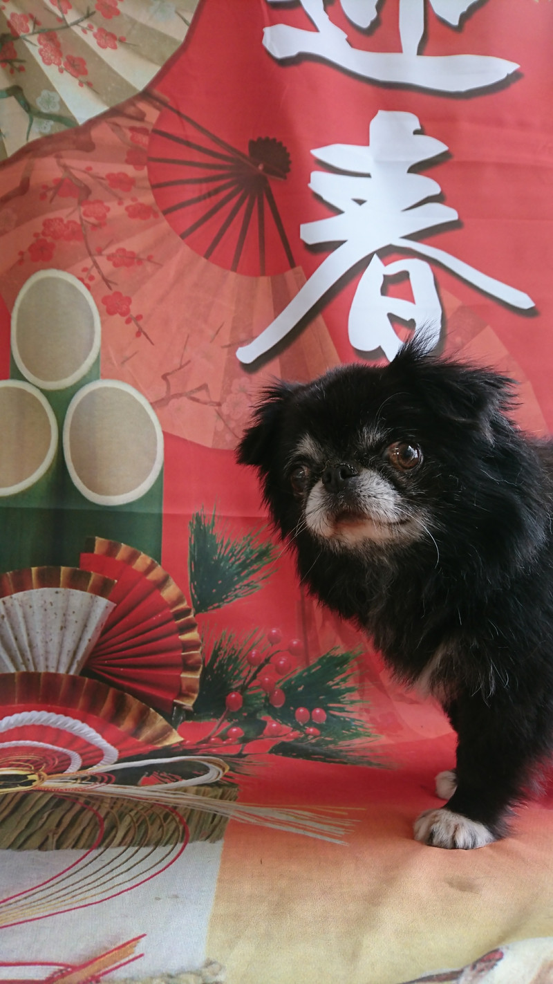 狆×チワワのキキちゃん シャンプーコース