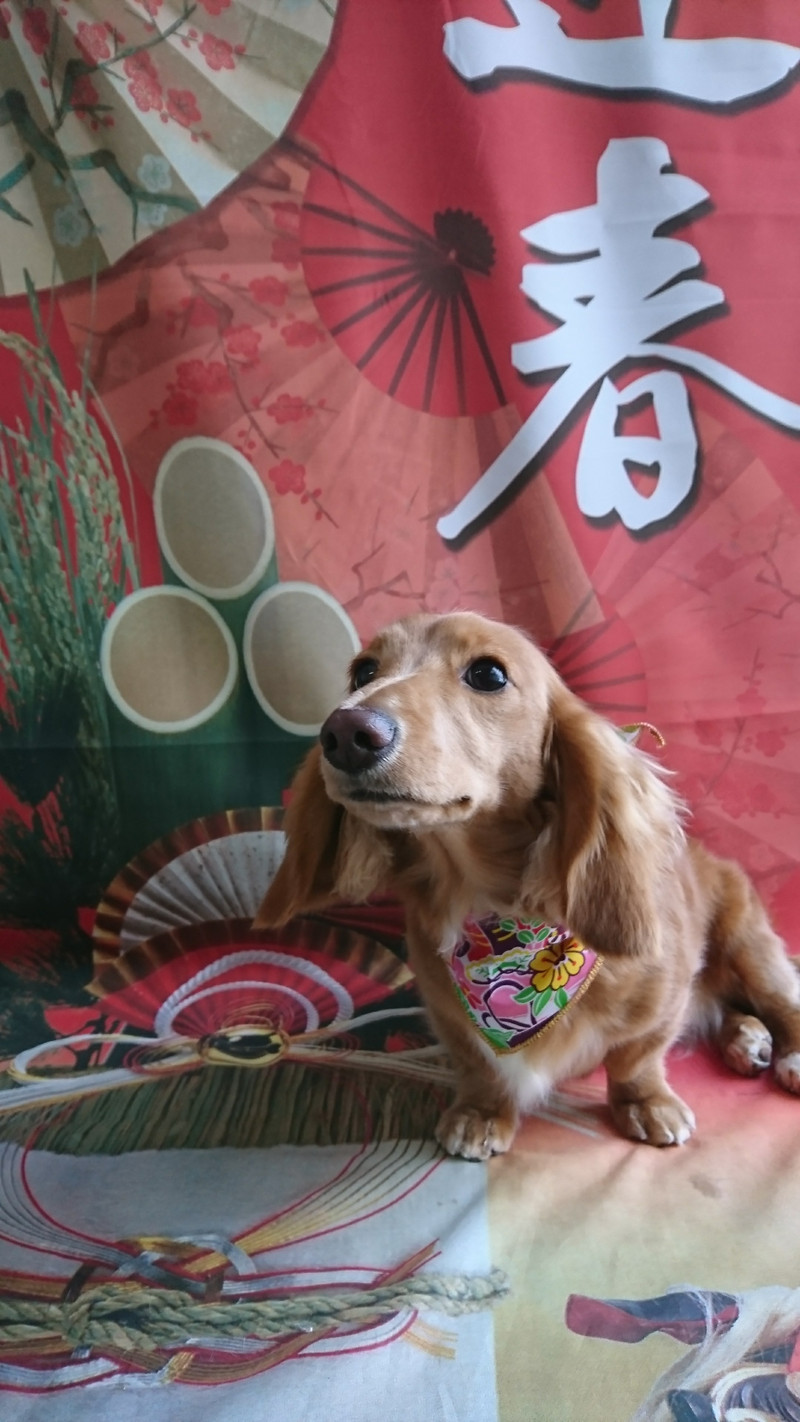 ダックスのモカちゃん グルーミングコース デンタル