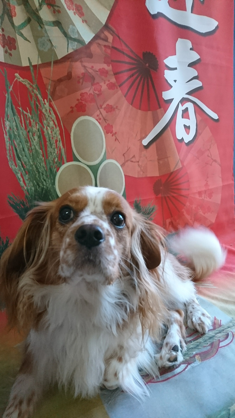 MIXのトニーちゃん お爪切り 肛門腺絞り