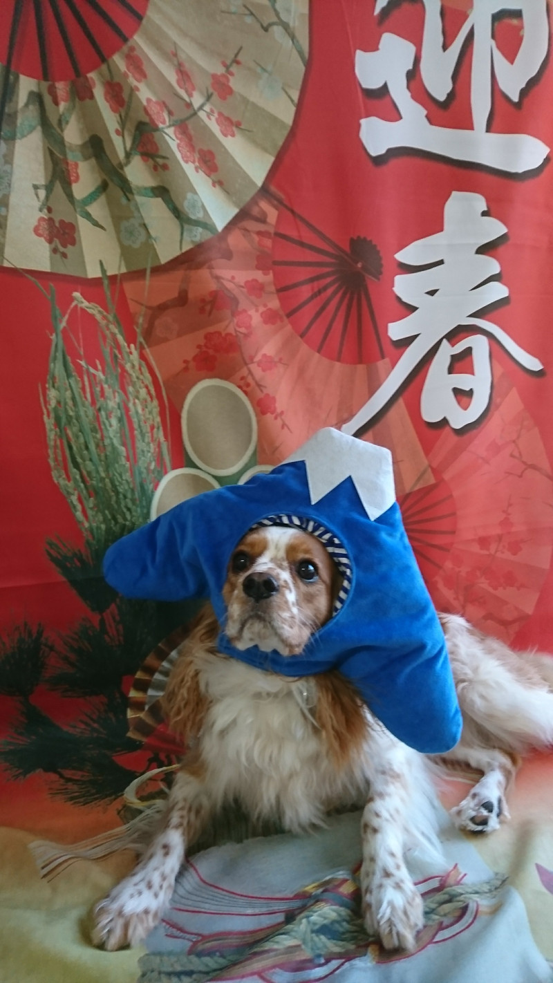 MIXのトニーちゃん お爪切り 肛門腺絞り