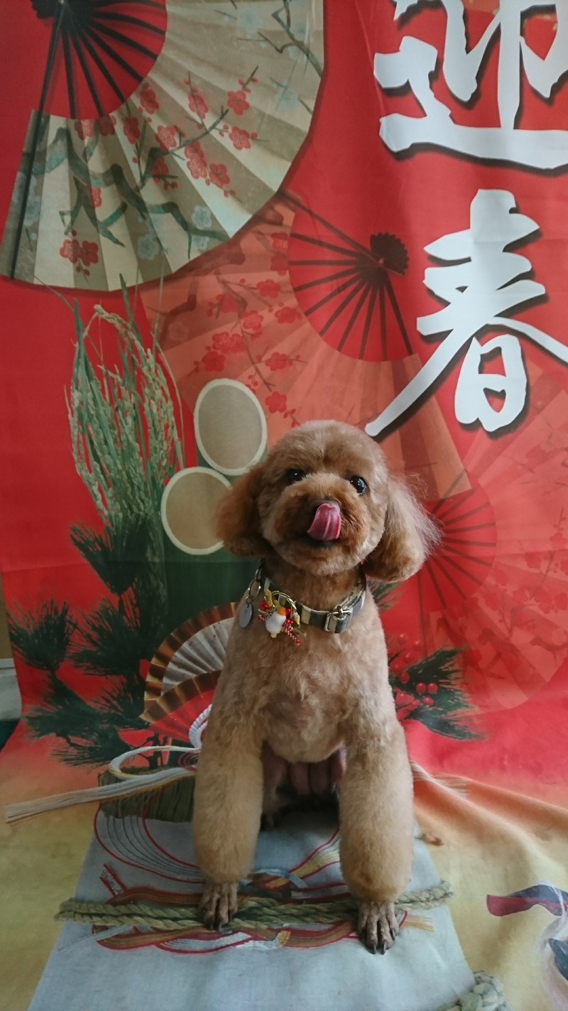 プードルのひめちゃん トリミングコース