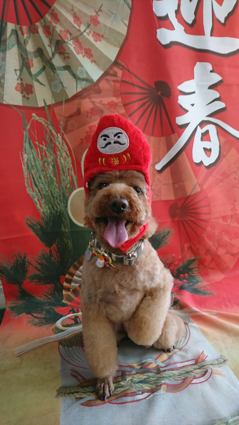 プードルのひめちゃん トリミングコース