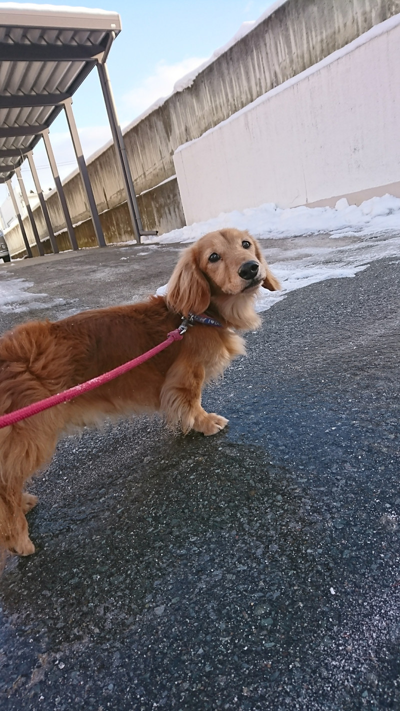 ダックスのロンちゃん&トラちゃん お泊まりの様子