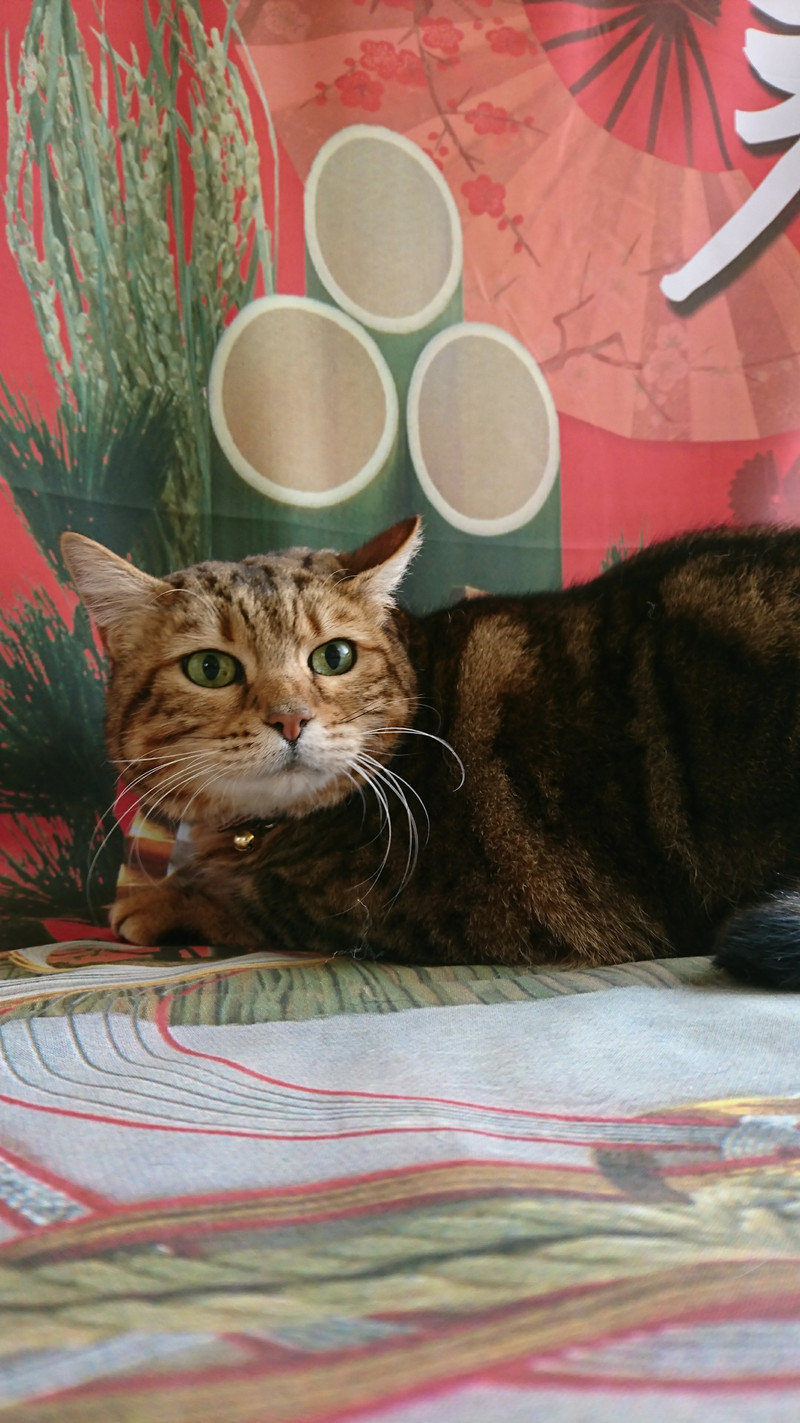 ベンガルのリンちゃん&MIXのココちゃん シャンプーコース お爪切り 耳掃除