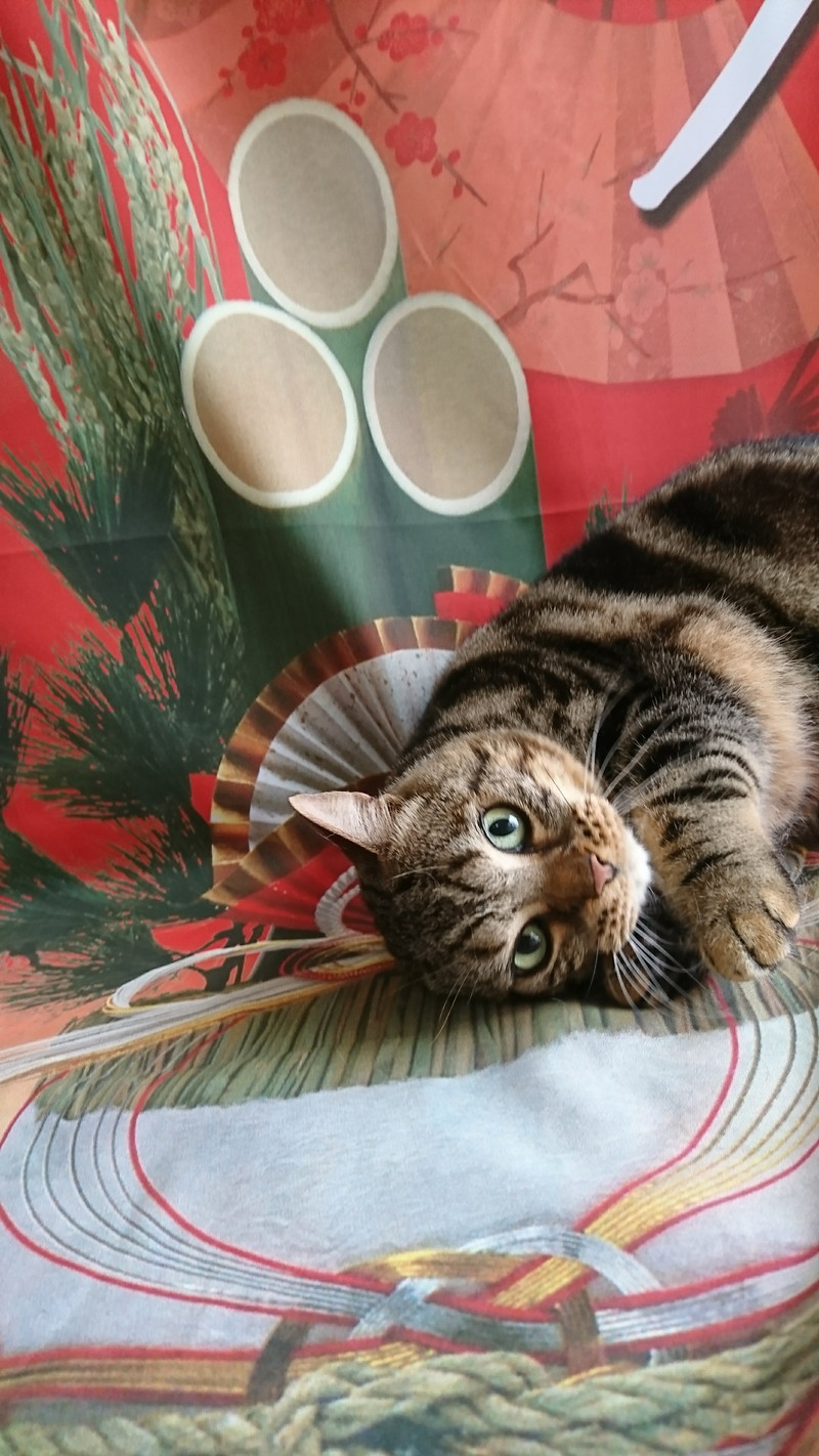 ベンガルのリンちゃん&MIXのココちゃん シャンプーコース お爪切り 耳掃除