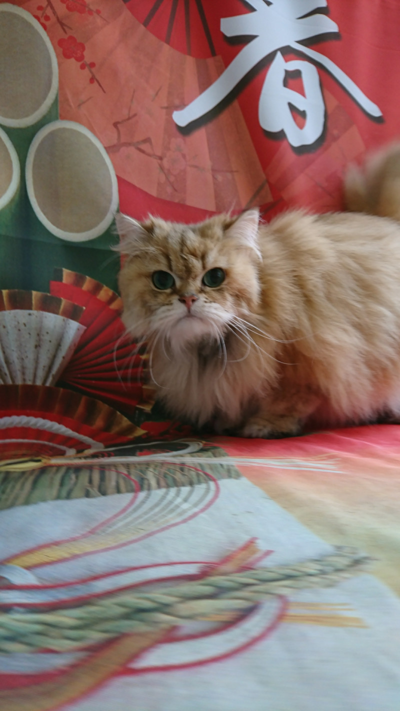 チンチラのしおりちゃん シャンプーコース お爪切り 耳掃除