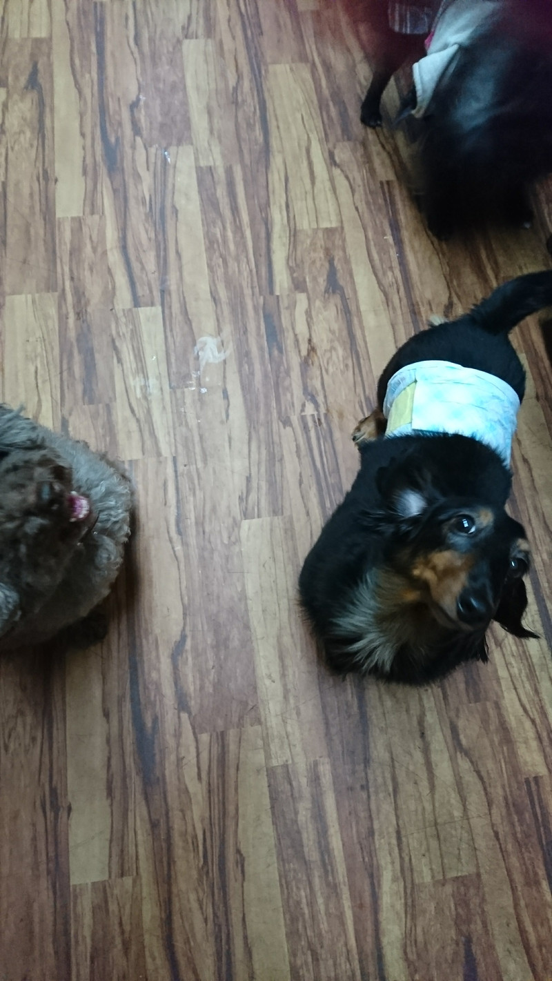 ダダックスのチョコちゃん お泊まりの様子