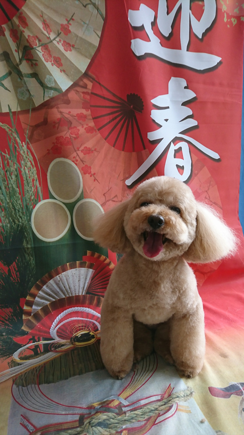 プードルのフランちゃん トリミングコース