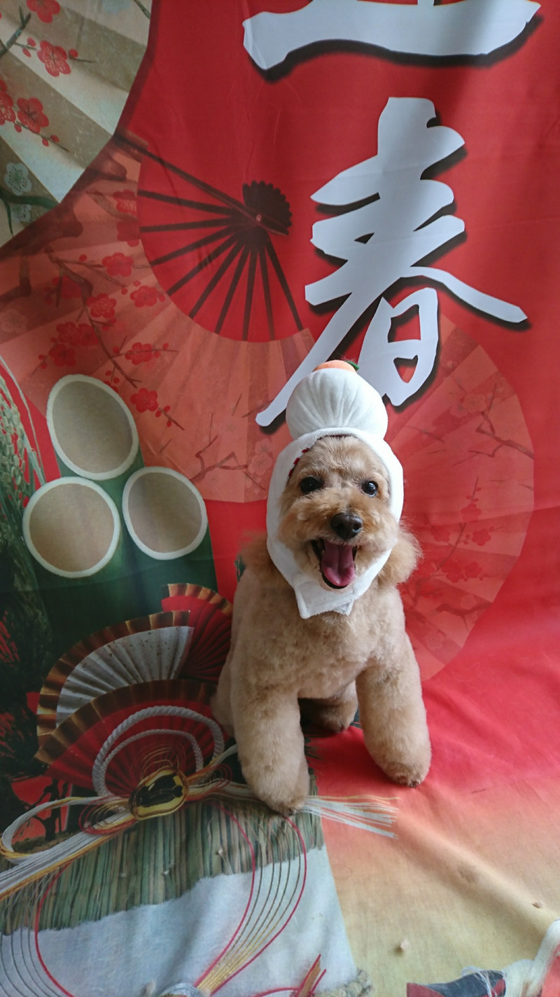 プードルのフランちゃん トリミングコース