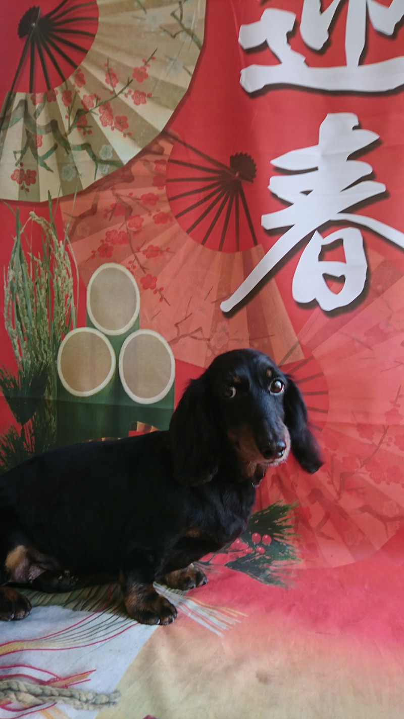 ダックスのすももちゃん トリミングコース デンタル