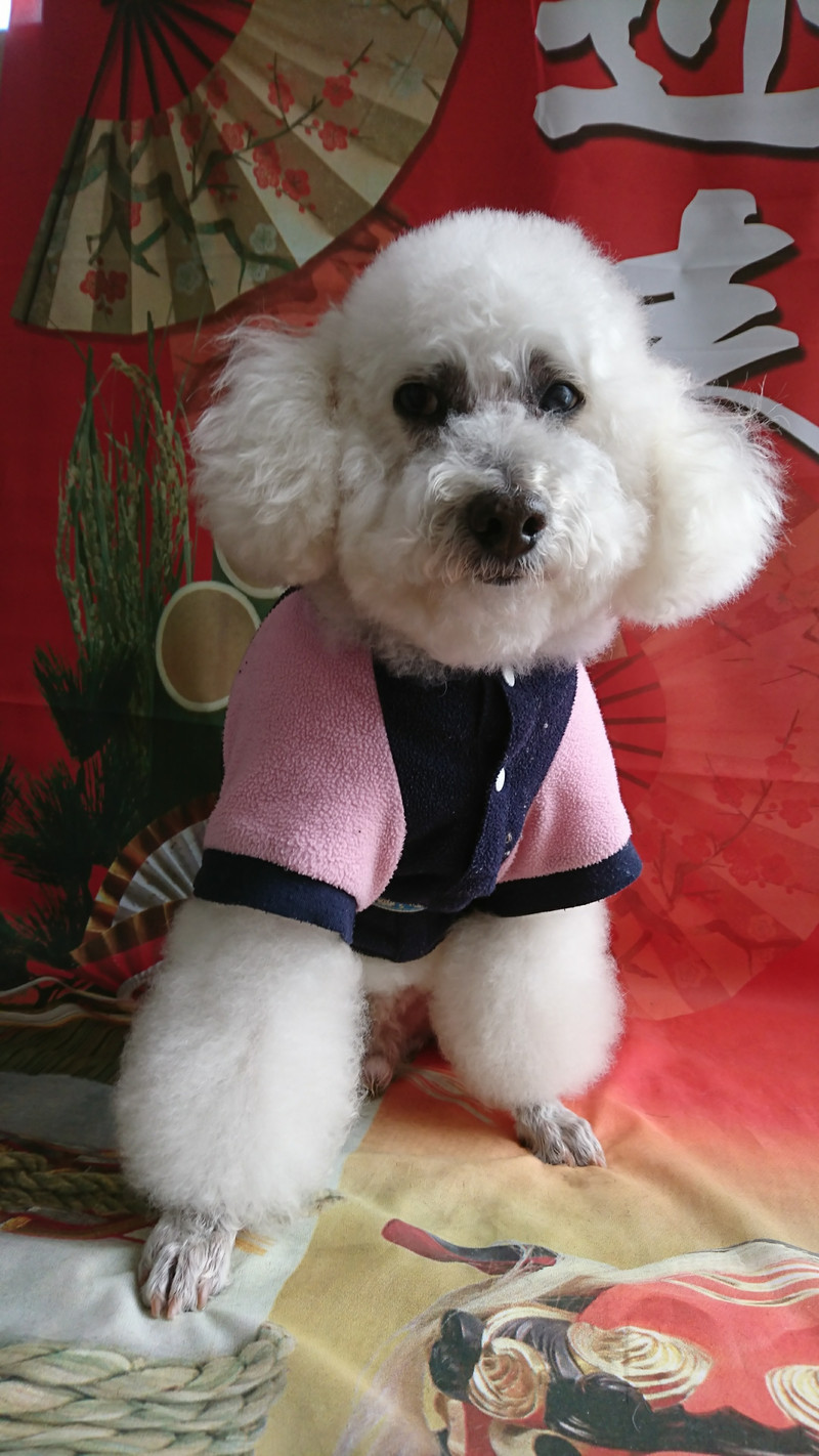 プードルのモコちゃん シャンプーコース デンタル