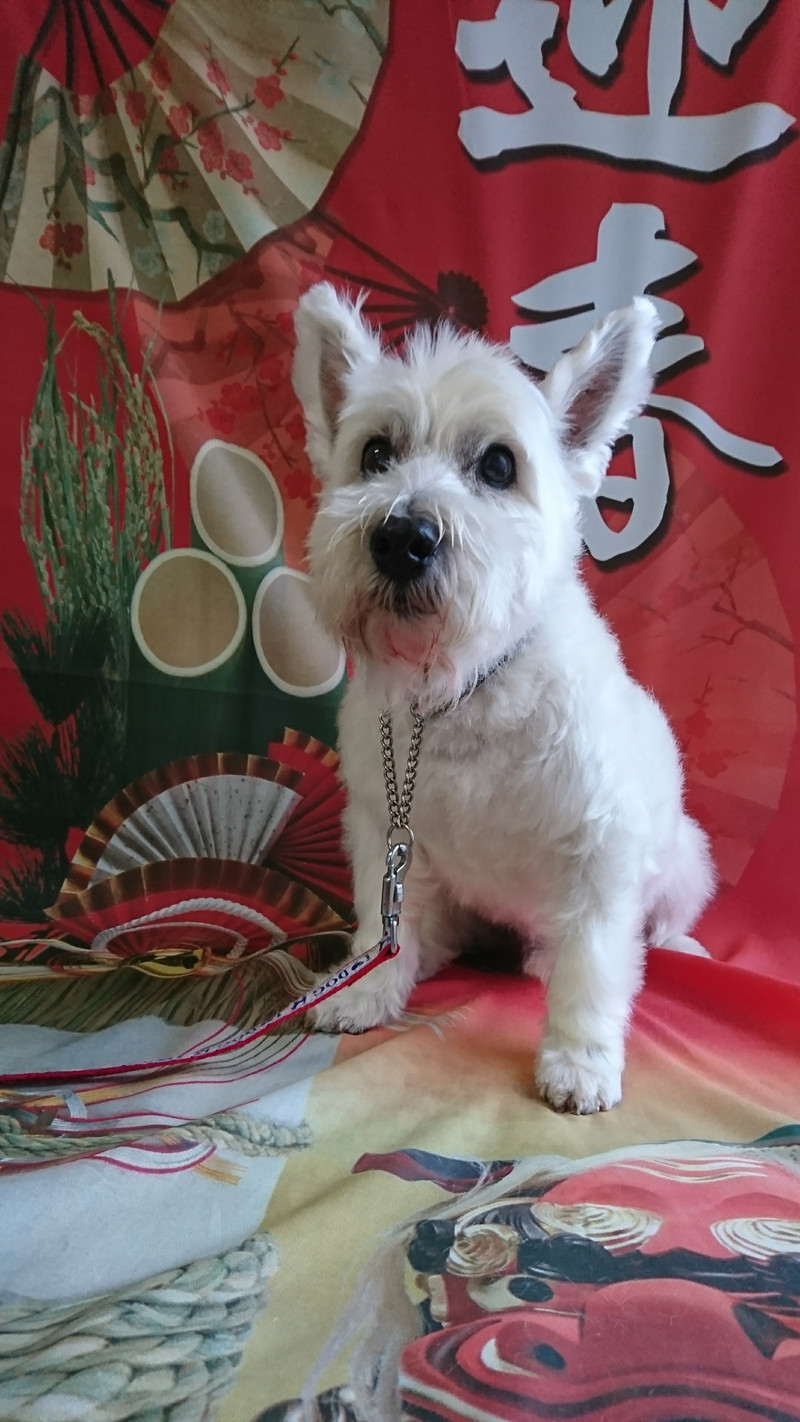 ウェスティのチロちゃん グルーミングコース