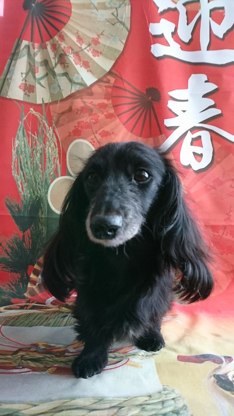 ダックスのミルちゃん&クゥちゃん お爪切り 足裏の毛のカット 足周りの毛のカット