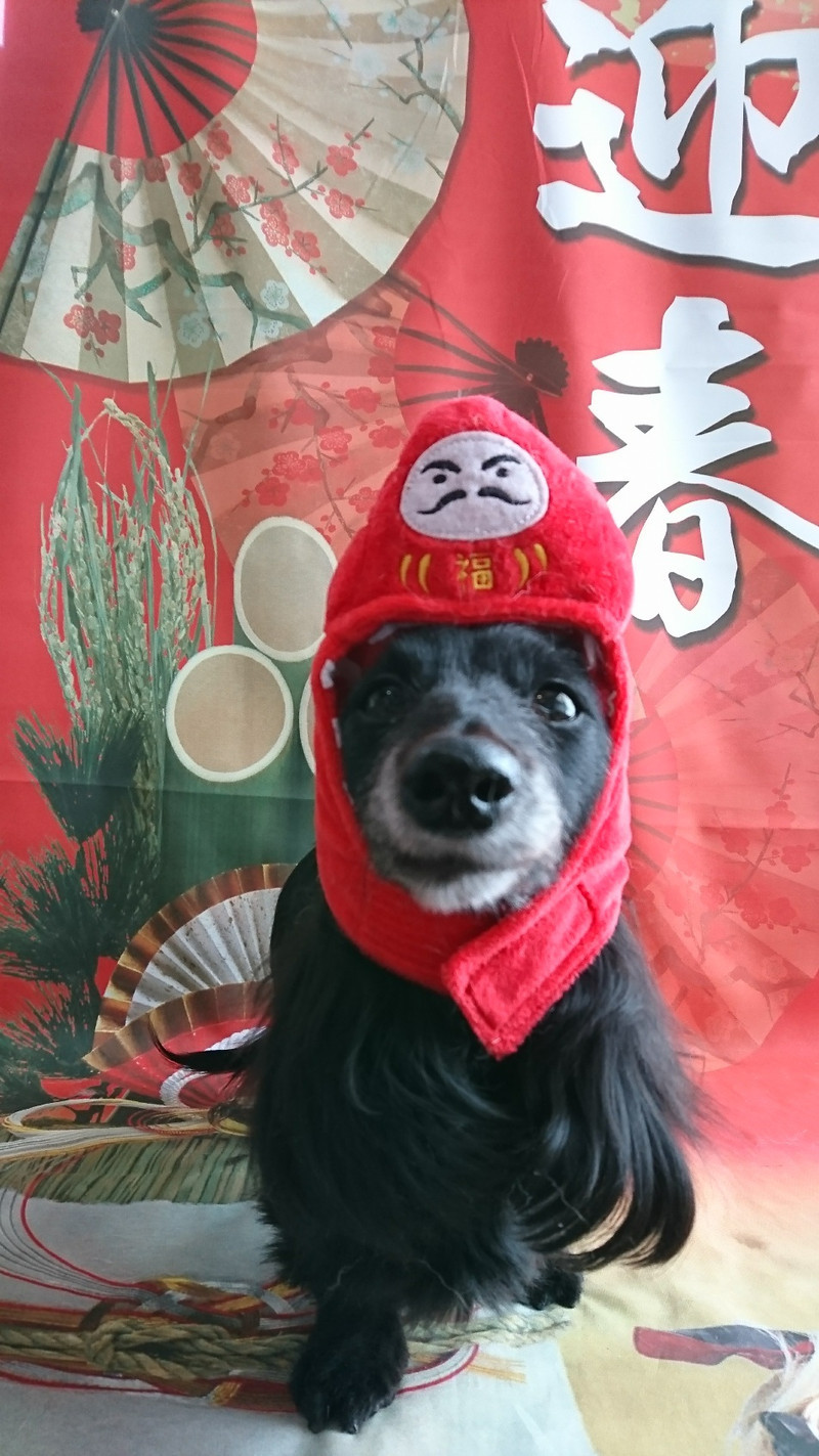 ダックスのミルちゃん&クゥちゃん お爪切り 足裏の毛のカット 足周りの毛のカット