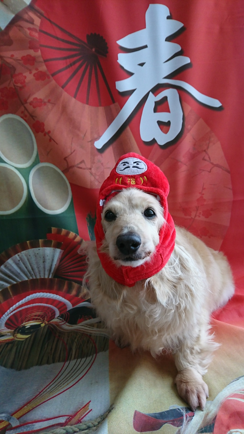 ダックスのミルちゃん&クゥちゃん お爪切り 足裏の毛のカット 足周りの毛のカット