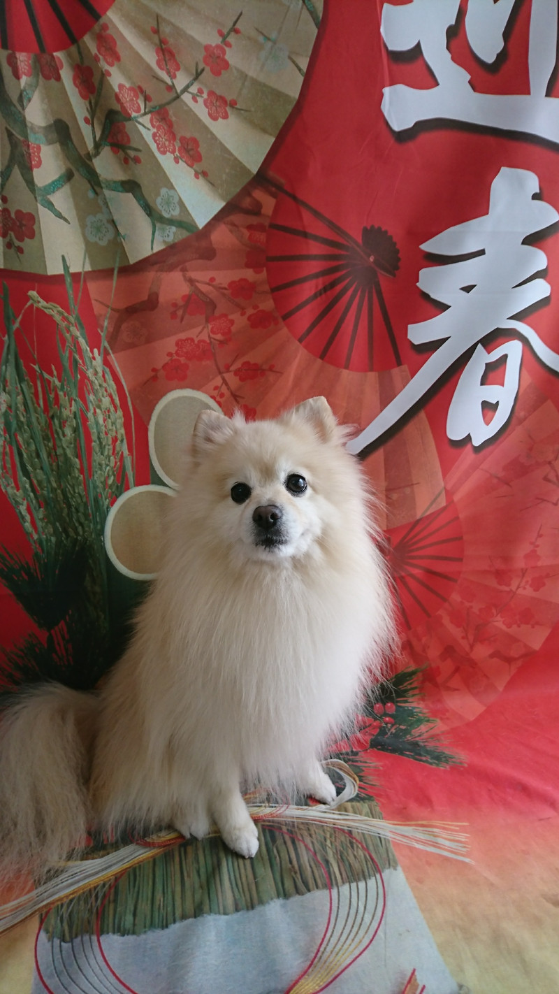 ポメラニアンのミルフィーちゃん グルーミングコース