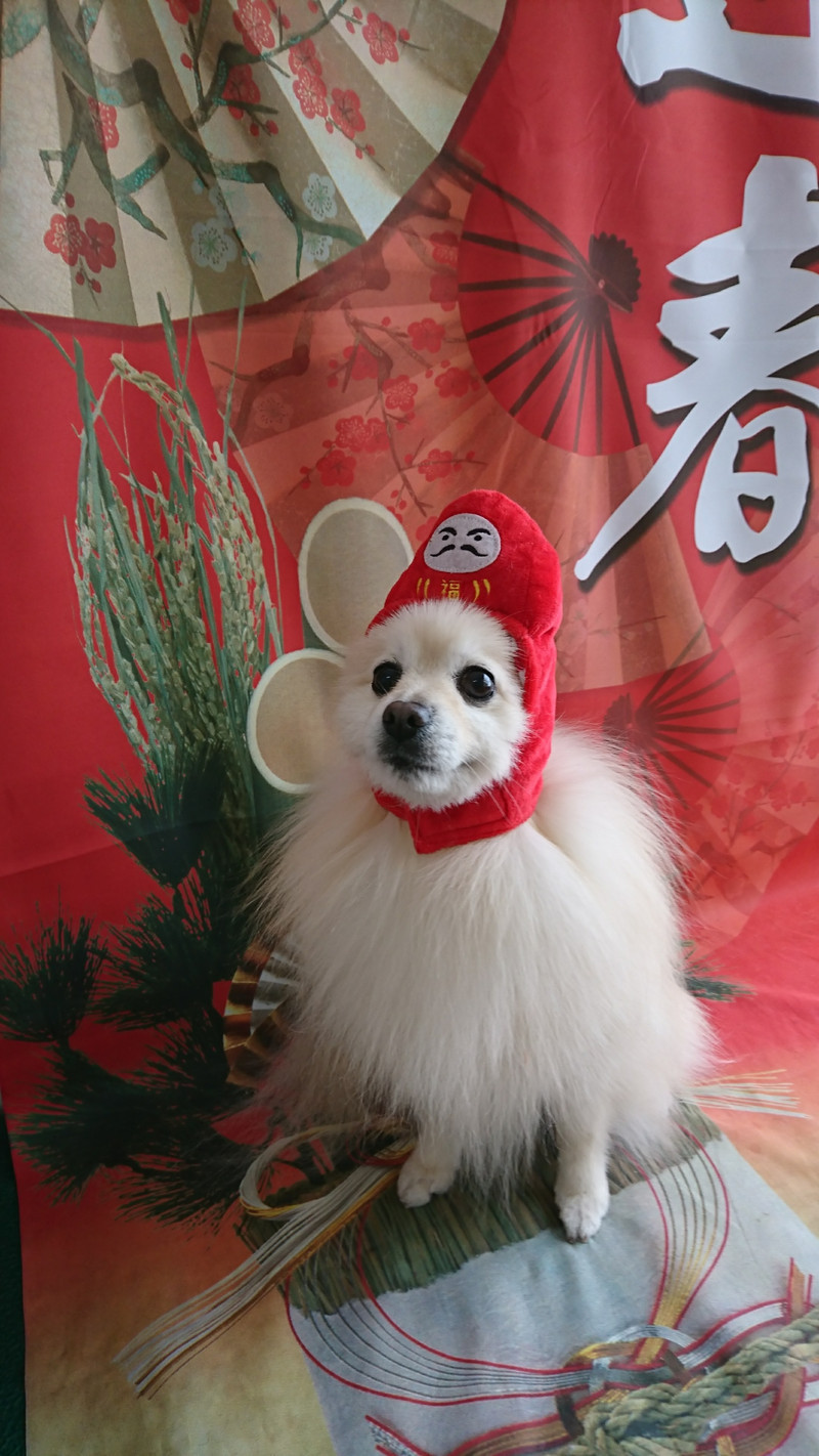 ポメラニアンのミルフィーちゃん グルーミングコース