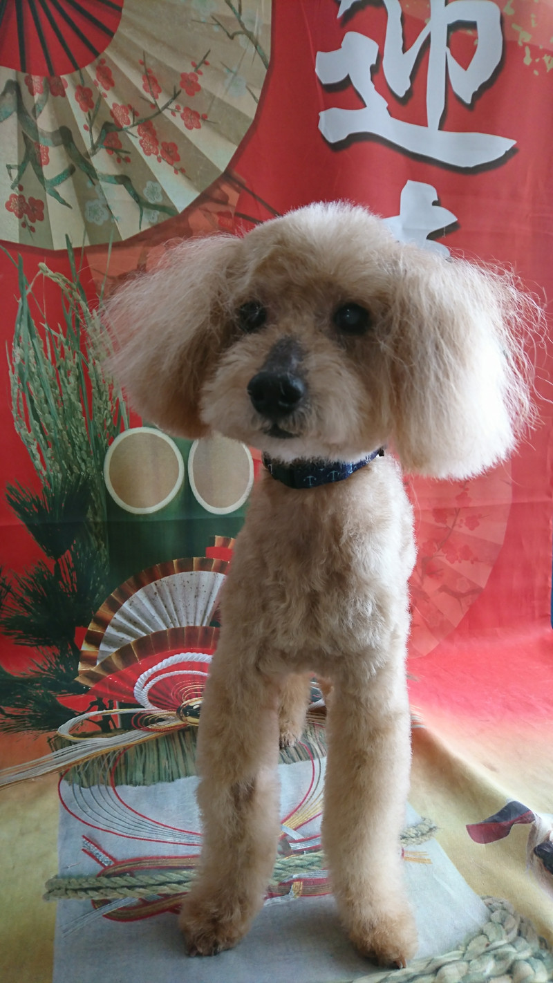 プードルのショコラちゃん トリミングコース