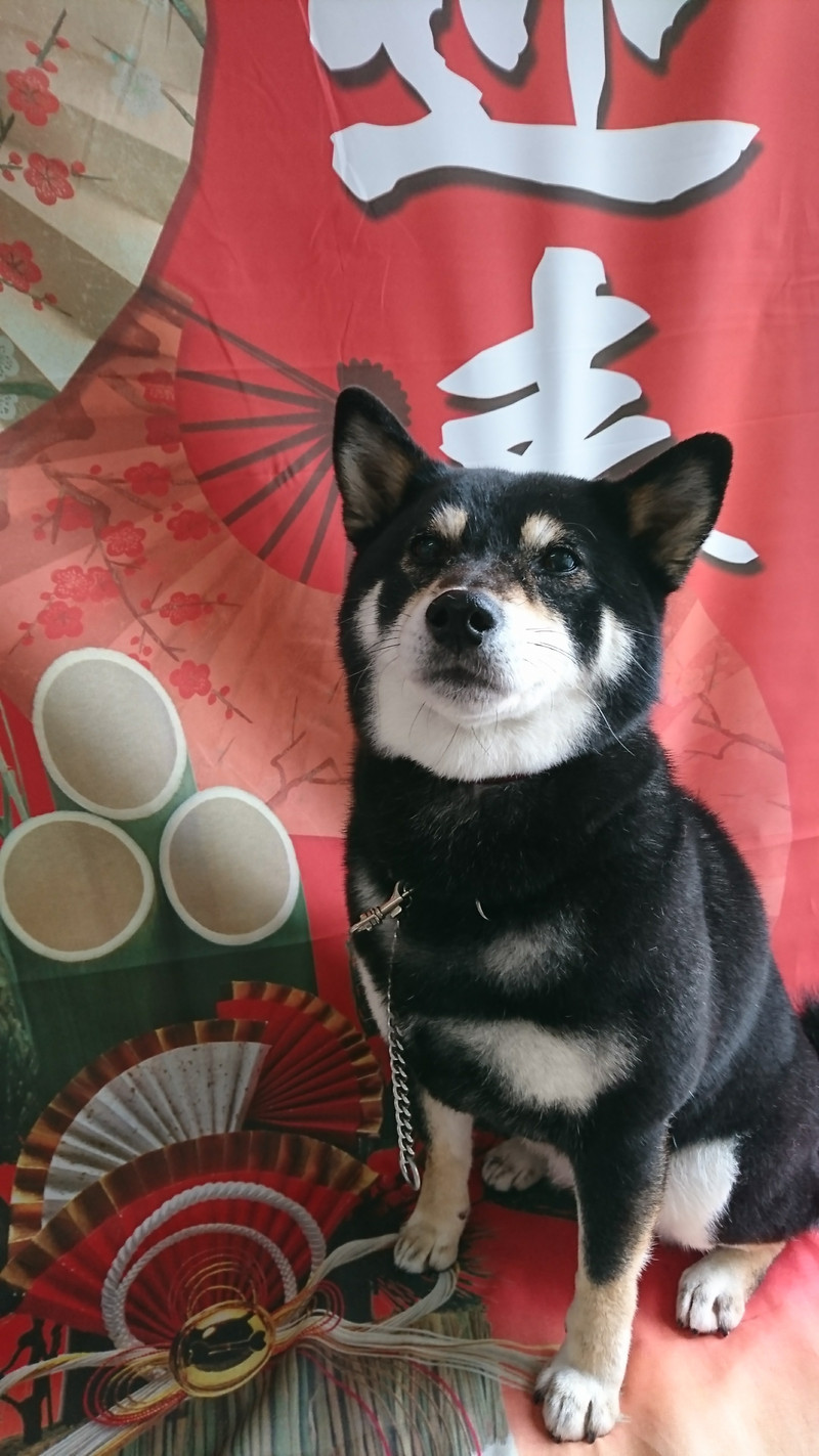 柴のさくらちゃん グルーミングコース