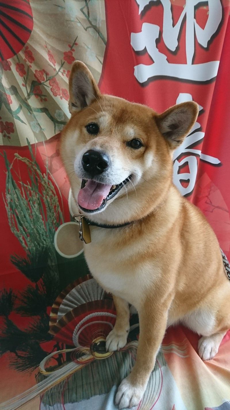 柴のコロンブスちゃん グルーミングコース