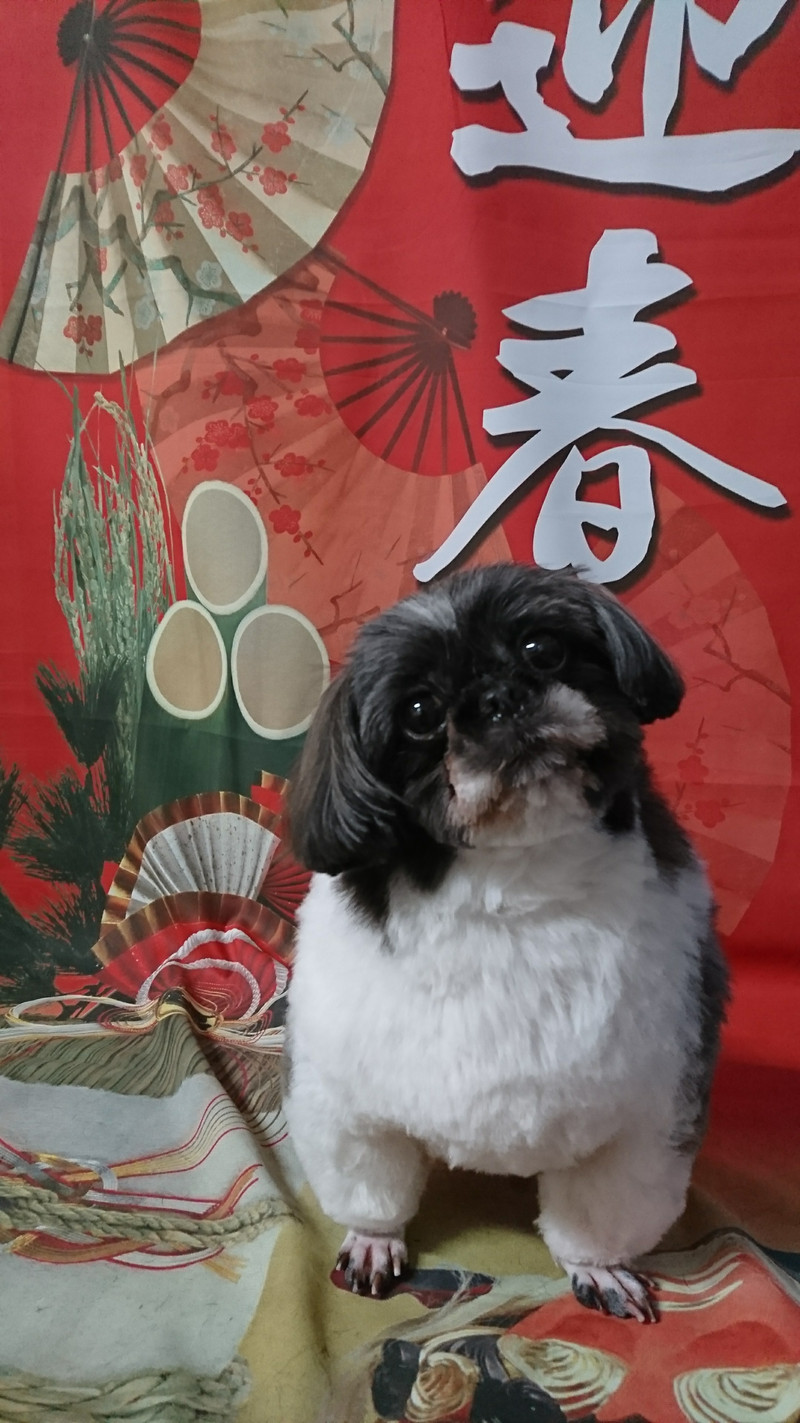 シーズーのナナちゃん トリミングコース