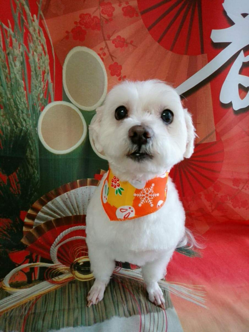 マルチーズのポコタちゃん&プータちゃん トリミングコース