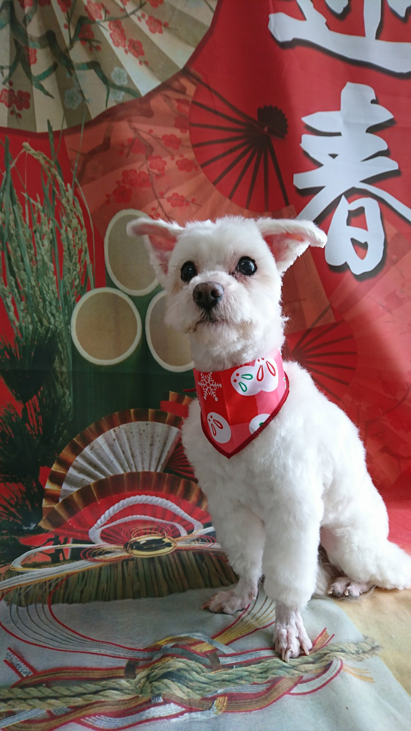 マルチーズのポコタちゃん&プータちゃん トリミングコース