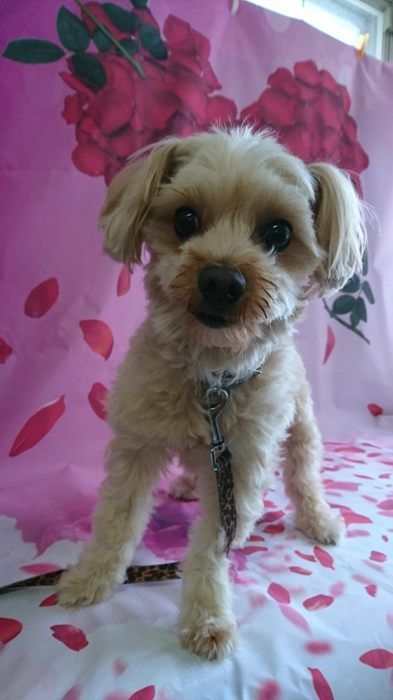 チワワ×プードルのぎんじちゃん お爪切り