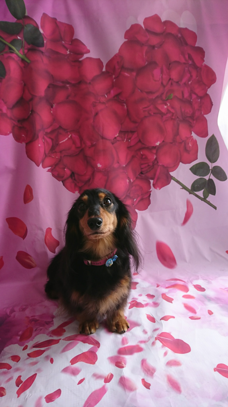 ダックスのヤマトちゃん&ケントちゃん グルーミングコース