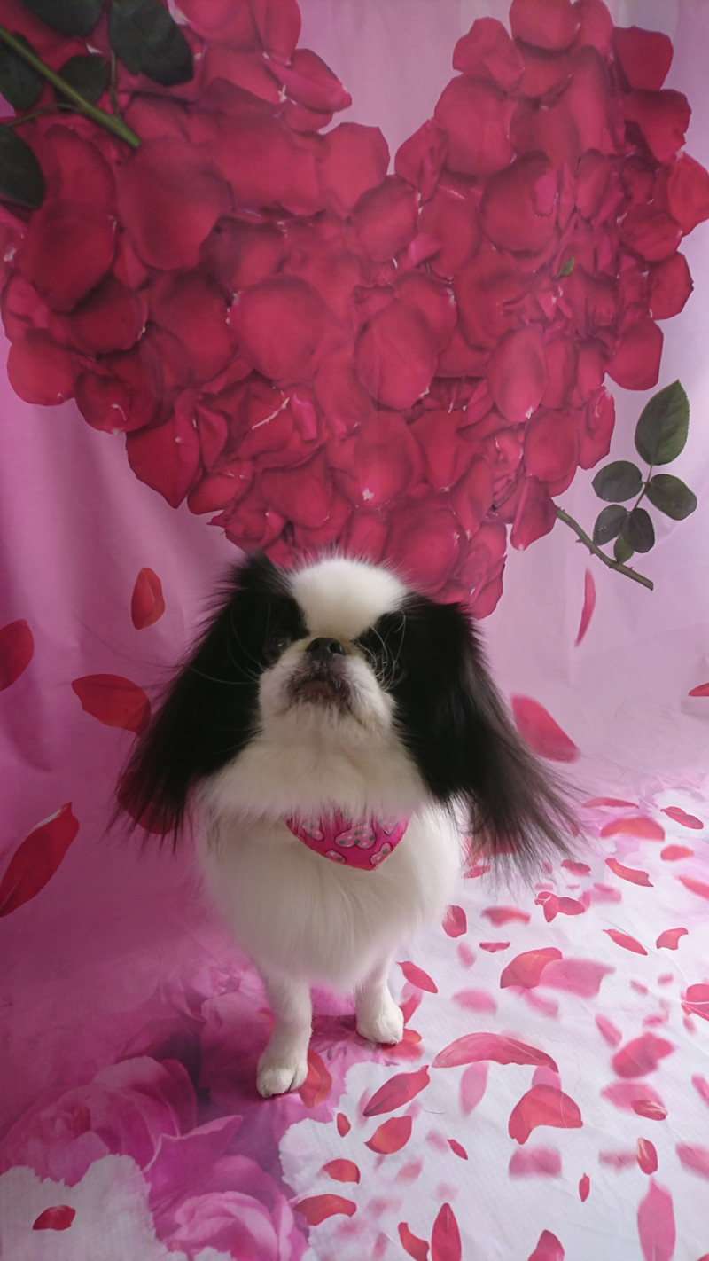 狆のこうめちゃん グルーミングコース