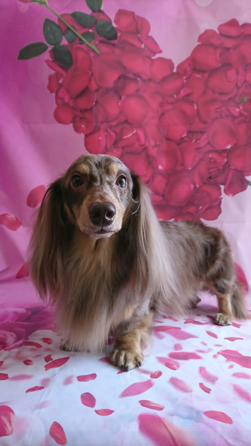 ダックスのシエルちゃん グルーミングコース