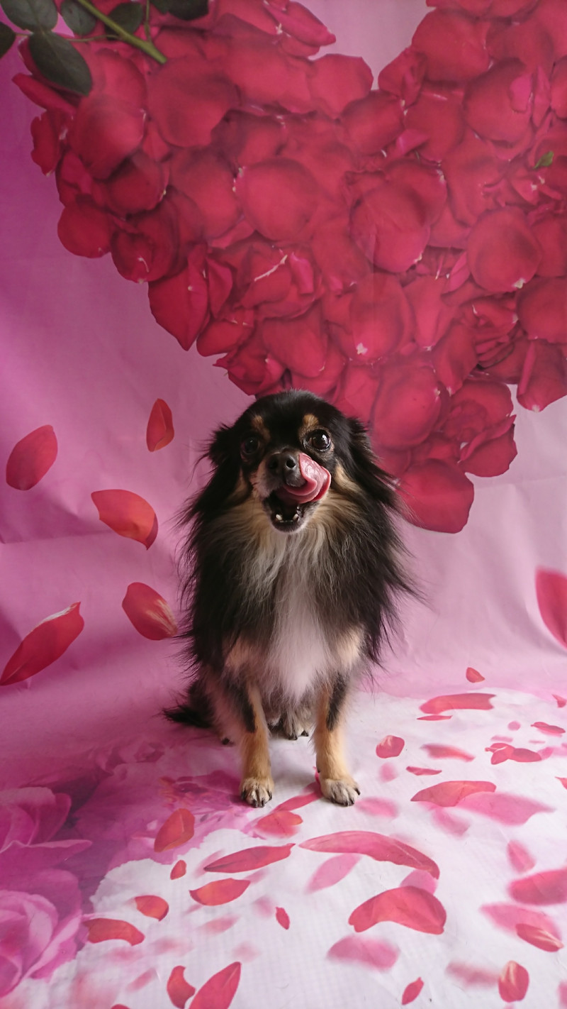 チワワのレモンちゃん グルーミングコース