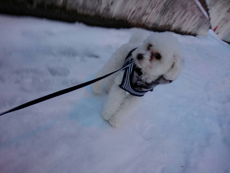 プードルの白玉ちゃん お泊まりの様子