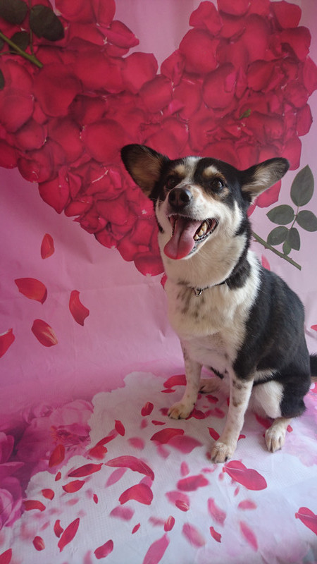 MIXのリーフちゃん シャンプーコース お爪切り