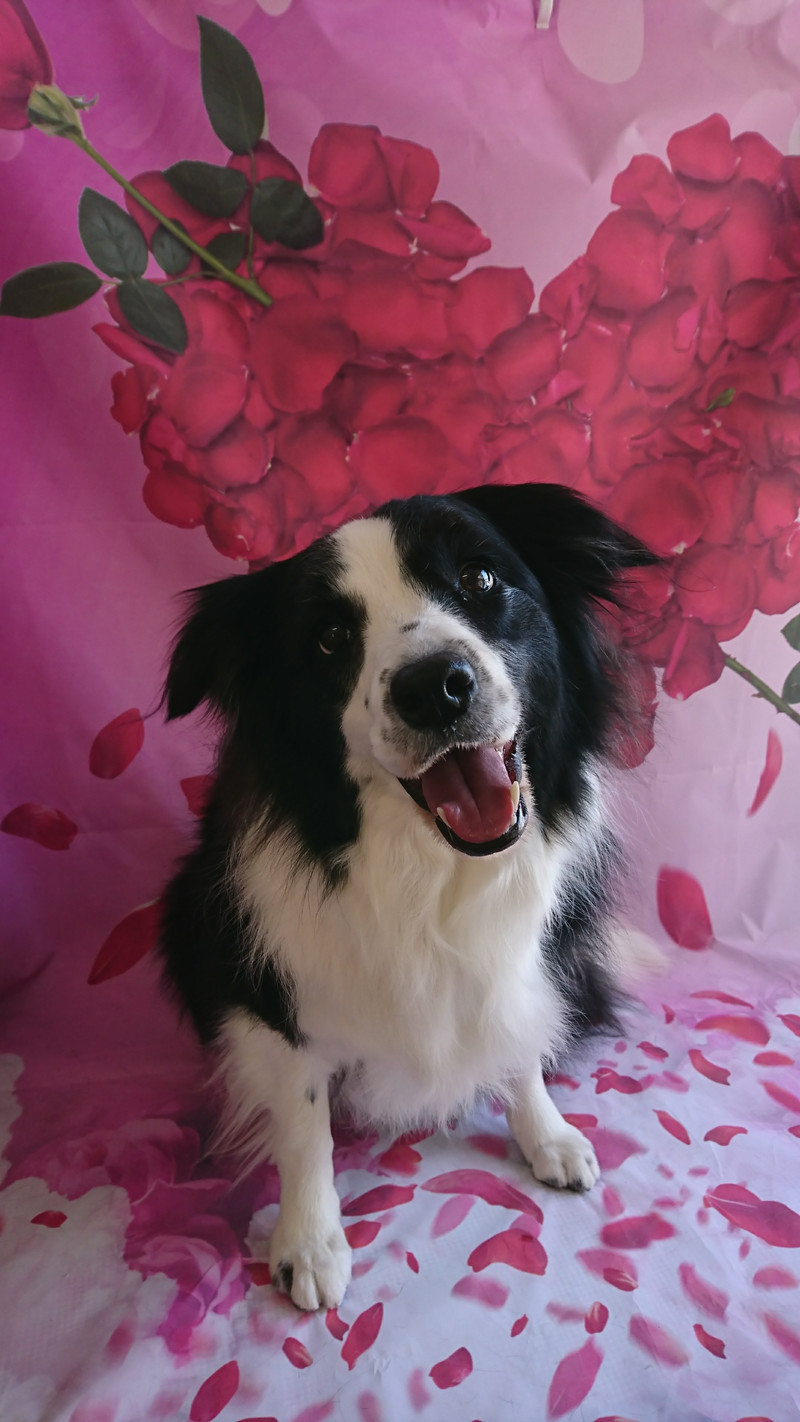 ボーダーコリーのAnneちゃん グルーミングコース