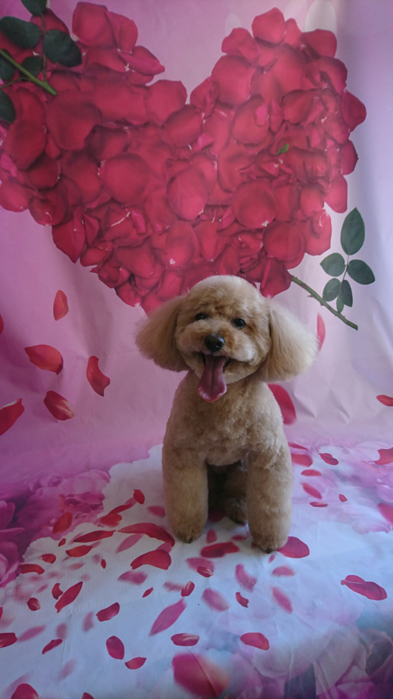 プードルのフランちゃん トリミングコース