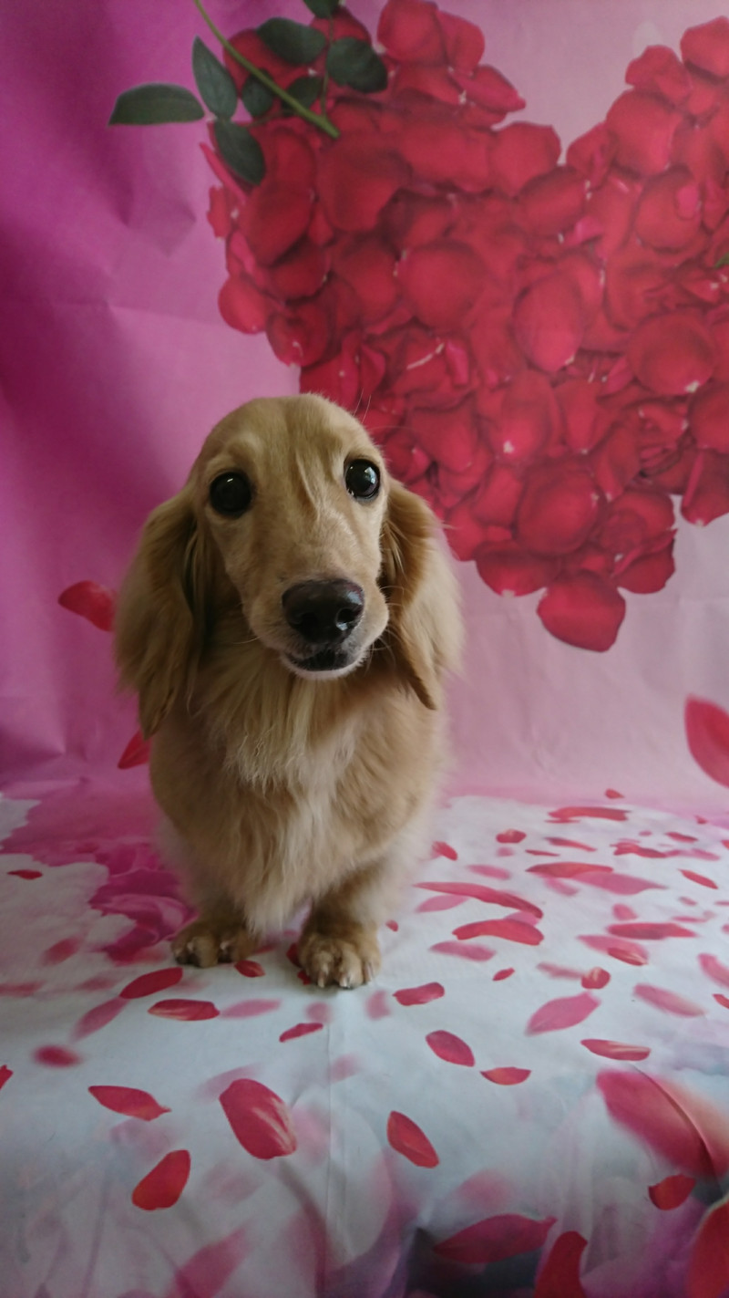 ダックスのムーちゃん お爪切り 足裏の毛のカット 足周りの毛のカット