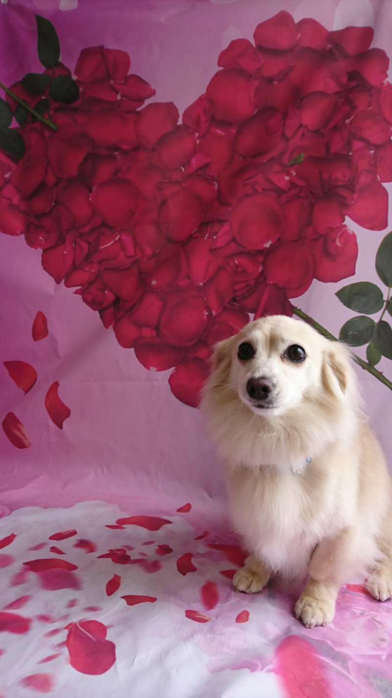 チワワ×ダックスのアクアちゃん グルーミングコース